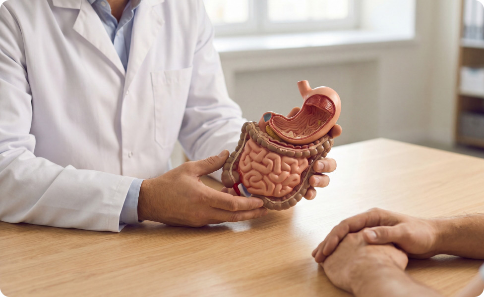Arzt hält ein Modell des menschlichen Verdauungstrakts und erklärt es einem Patienten am Tisch
